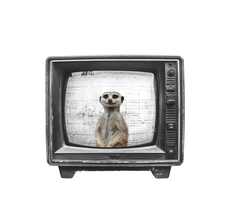 Surikata v televízii