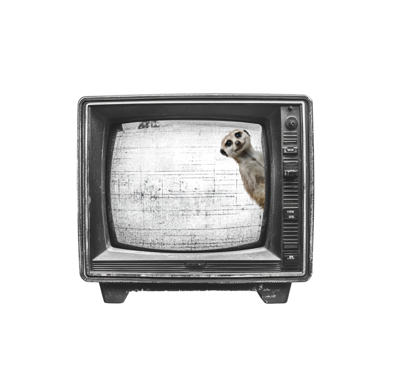 Surikata v televízii