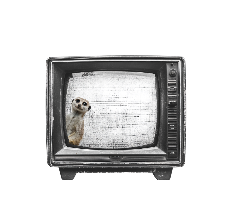 Surikata v televízii